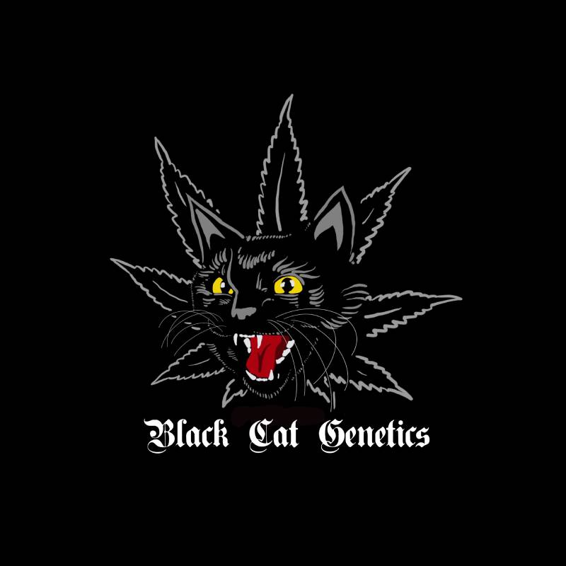 Black Cat Genetics